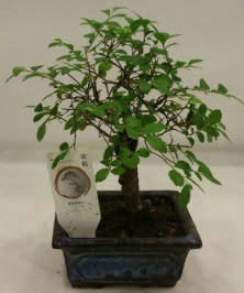 Minyatr ithal japon aac bonsai bitkisi  Gaziantep iek sat 