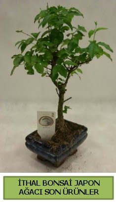 thal bonsai japon aac bitkisi  Gaziantep hediye sevgilime hediye iek 