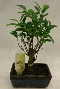 Japon aac bonsai bitkisi sat  Gaziantep ieki telefonlar 