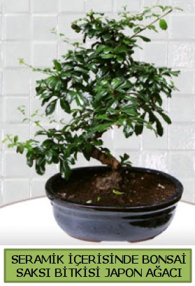 Seramik vazoda bonsai japon aac bitkisi  Gaziantep iek siparii sitesi 