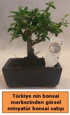 Japon aac bonsai sat ithal grsel  Gaziantep iek yolla 
