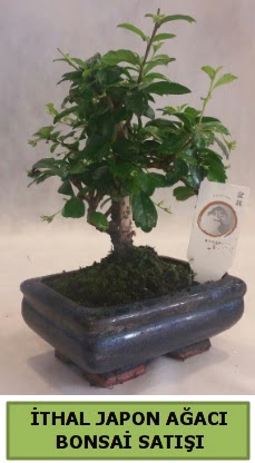 thal japon aac bonsai bitkisi sat  Gaziantep ieki telefonlar 