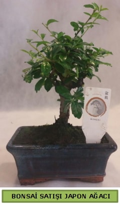 Minyatr bonsai aac sat  Gaziantep iek gnderme 
