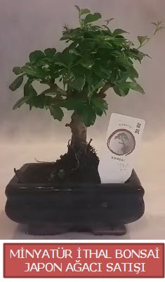 Kk grsel bonsai japon aac bitkisi  Gaziantep iek , ieki , iekilik 