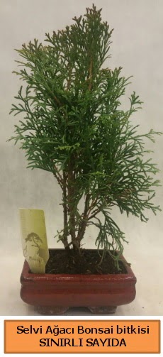 Selvi aac bonsai japon aac bitkisi  Gaziantep iek sat 