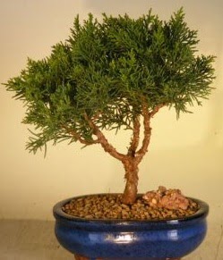 Servi am bonsai japon aac bitkisi  Gaziantep iek yolla 