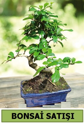 am bonsai japon aac sat  Gaziantep iek sat 