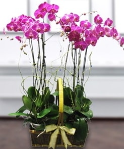7 dall mor lila orkide  Gaziantep iek gnderme sitemiz gvenlidir 