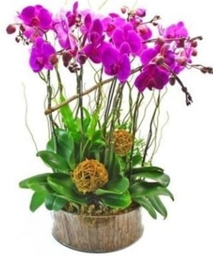 Ahap ktkte lila mor orkide 8 li  Gaziantep internetten iek sat 