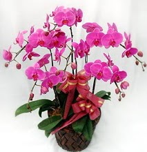 Sepet ierisinde 5 dall lila orkide  Gaziantep ucuz iek gnder 