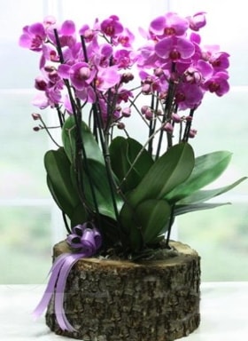 Ktk ierisinde 6 dall mor orkide  Gaziantep ucuz iek gnder 
