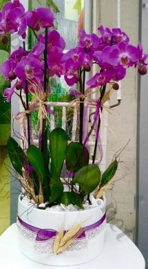 Seramik vazoda 4 dall mor lila orkide  Gaziantep online iek gnderme sipari 