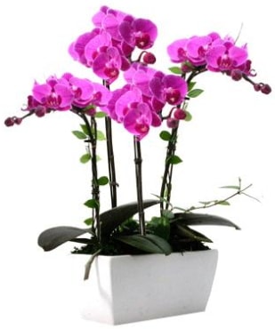 Seramik vazo ierisinde 4 dall mor orkide  Gaziantep iek sat 