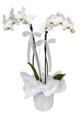 2 dall beyaz orkide  Gaziantep gvenli kaliteli hzl iek 