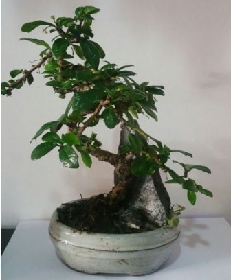 S eklinde ithal bonsai aac  Gaziantep iek yolla 
