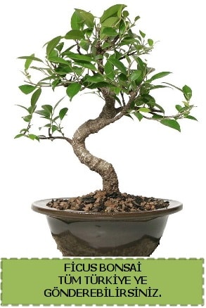 Ficus bonsai  Gaziantep iek gnderme sitemiz gvenlidir 