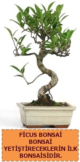 Ficus bonsai 15 ile 25 cm arasndadr  Gaziantep iek yolla 
