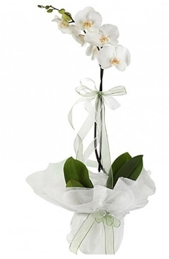 Tekli Beyaz Orkide  Gaziantep hediye iek yolla 