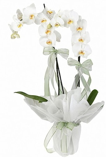 ift Dall Beyaz Orkide  Gaziantep anneler gn iek yolla 