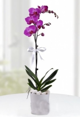 Tek dall saksda mor orkide iei  Gaziantep iekiler 
