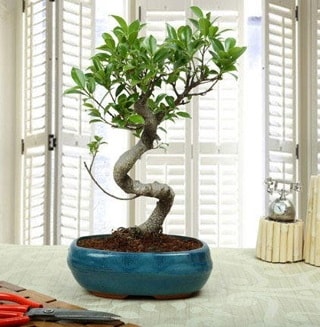 Amazing Bonsai Ficus S thal  Gaziantep internetten iek siparii 
