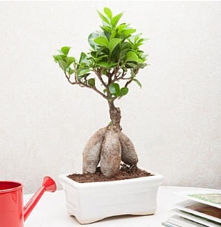 Exotic Ficus Bonsai ginseng  Gaziantep iek servisi , ieki adresleri 
