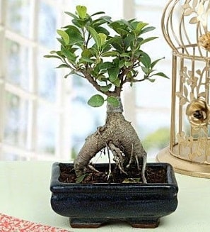 Appealing Ficus Ginseng Bonsai  Gaziantep anneler gn iek yolla 