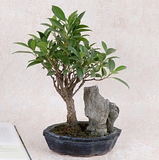Japon aac Evergreen Ficus Bonsai  Gaziantep iek gnderme sitemiz gvenlidir 