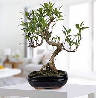 Gorgeous Ficus S shaped japon bonsai  Gaziantep yurtii ve yurtd iek siparii 