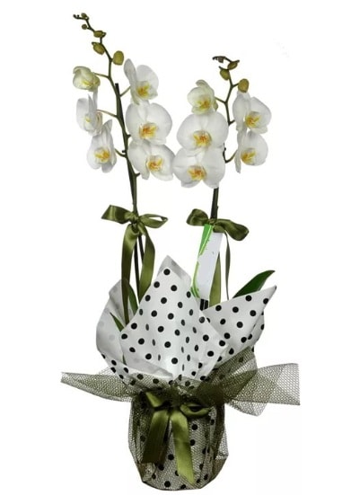 ift Dall Beyaz Orkide  Gaziantep 14 ubat sevgililer gn iek 