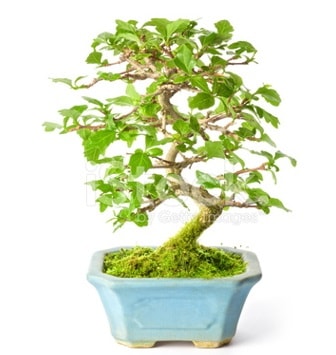 S zerkova bonsai ksa sreliine  Gaziantep nternetten iek siparii 