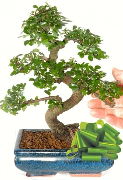Yaklak 25 cm boyutlarnda S bonsai  Gaziantep iek siparii sitesi 