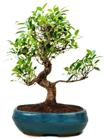 25 cm ile 30 cm aralnda Ficus S bonsai  Gaziantep iek gnderme sitemiz gvenlidir 