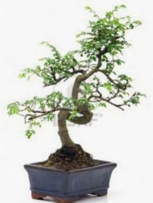 S gvde bonsai minyatr aa japon aac  Gaziantep iek sat 