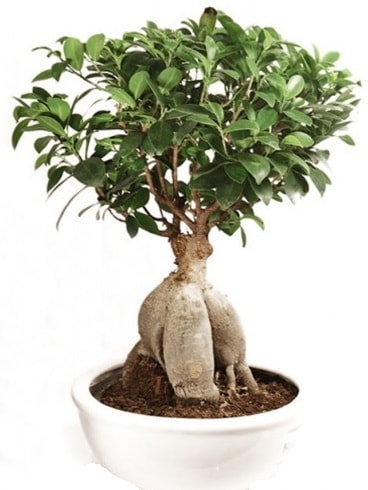 Ginseng bonsai japon aac ficus ginseng  Gaziantep nternetten iek siparii 